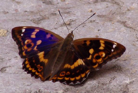 motyl2.jpg